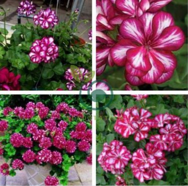 Geranium 'Arctic Red' Red Violet Semidouble Petals White Stripes 20 Seeds