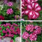 Geranium 'Arctic Red' Red Violet Semidouble Petals White Stripes 20 Seeds