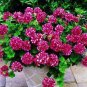 Geranium 'Arctic Red' Red Violet Semidouble Petals White Stripes 20 Seeds