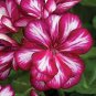 Geranium 'Arctic Red' Red Violet Semidouble Petals White Stripes 20 Seeds