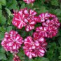 Geranium 'Arctic Red' Red Violet Semidouble Petals White Stripes 20 Seeds