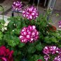 Geranium 'Arctic Red' Red Violet Semidouble Petals White Stripes 20 Seeds