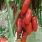 Red Banana Tomatoes 200 Seeds