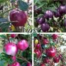 Very Rare Red Apple LBerry Billardier aongiflora Organic Fruit 20 Seeds