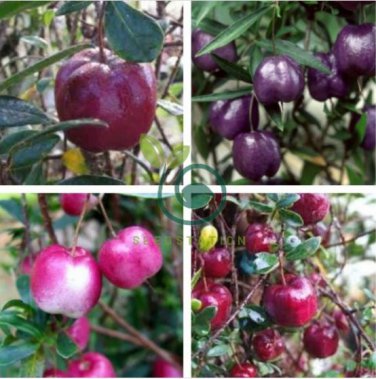 Very Rare Red Apple LBerry Billardier aongiflora Organic Fruit 20 Seeds