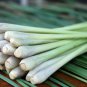 Lemongrass Kitchen 800 Seeds