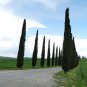 Cypress Trees Bonsai Perennial Courtyard Conifer 100 Seeds