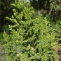 Cypress Trees Bonsai Perennial Courtyard Conifer 100 Seeds