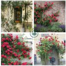 Rose Bonsai Thailand Climbing Rose Tree Rare Flower Pink 200 Seeds