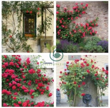 Rose Bonsai Thailand Climbing Rose Tree Rare Flower Pink 200 Seeds