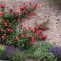 Rose Bonsai Thailand Climbing Rose Tree Rare Flower Pink 200 Seeds