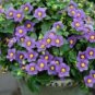 Exacum Affine Seeds Hybrid F1 Persian Violets 200 Seeds
