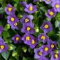 Exacum Affine Seeds Hybrid F1 Persian Violets 200 Seeds