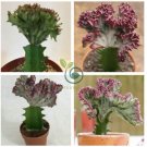 Euphorbia Lactea 200 Seeds