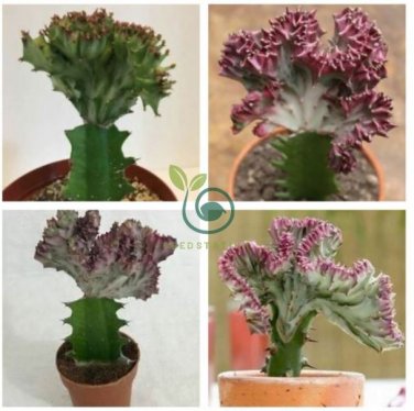 Euphorbia Lactea 200 Seeds