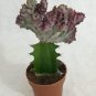 Euphorbia Lactea 200 Seeds