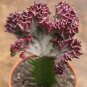 Euphorbia Lactea 200 Seeds