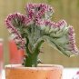 Euphorbia Lactea 200 Seeds