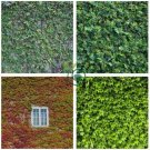 Mixed Colors Boston Ivy Bonsai Creepers Green Boston  200 Seeds