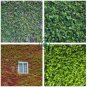 Mixed Colors Boston Ivy Bonsai Creepers Green Boston  200 Seeds
