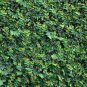 Mixed Colors Boston Ivy Bonsai Creepers Green Boston  200 Seeds