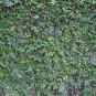 Mixed Colors Boston Ivy Bonsai Creepers Green Boston  200 Seeds