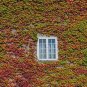 Mixed Colors Boston Ivy Bonsai Creepers Green Boston 200 Seeds
