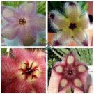 Exotic Rare Cactus Bonsai Stapelia Pulchella 400 Seeds