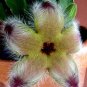 Exotic Rare Cactus Bonsai Stapelia Pulchella 400 Seeds