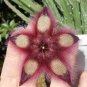 Exotic Rare Cactus Bonsai Stapelia Pulchella 400 Seeds