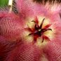 Exotic Rare Cactus Bonsai Stapelia Pulchella 400 Seeds
