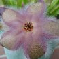 Exotic Rare Cactus Bonsai Stapelia Pulchella 400 Seeds