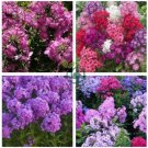 Imported Phlox Flower Bonsai Outdoor Rainbow Exotic 200 Seeds