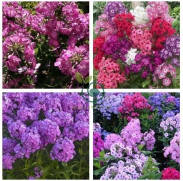 Imported Phlox Flower Bonsai Outdoor Rainbow Exotic 200 Seeds