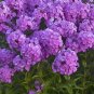 Imported Phlox Flower Bonsai Outdoor Rainbow Exotic 200 Seeds