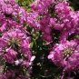 Imported Phlox Flower Bonsai Outdoor Rainbow Exotic 200 Seeds