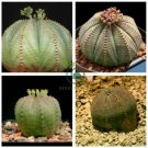 Euphorbia Obesa Basketball Sea Urchin  200 Seeds