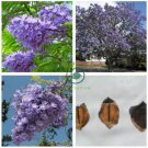 Jacaranda mimosifolia 40 Seeds