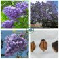 Jacaranda mimosifolia 40 Seeds
