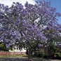 Jacaranda mimosifolia 40 Seeds