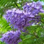 Jacaranda mimosifolia 40 Seeds