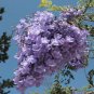 Jacaranda mimosifolia 40 Seeds