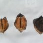 Jacaranda mimosifolia 40 Seeds