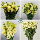 Eustoma Seed Perennial Flowering Plants Lisianthus Multicolor 400 Seeds