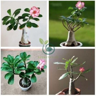 Adenium Obesum Succulent Bonsai Flower Pots 10 Seeds