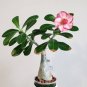 Adenium Obesum Succulent Bonsai Flower Pots 10 Seeds