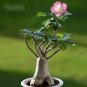 Adenium Obesum Succulent Bonsai Flower Pots 10 Seeds