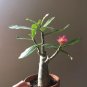 Adenium Obesum Succulent Bonsai Flower Pots 10 Seeds