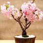 Cherry Bonsai Bonsai Tree Japanese New Blossoms Sakura 40 Seeds