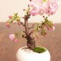 Cherry Bonsai Bonsai Tree Japanese New Blossoms Sakura 40 Seeds